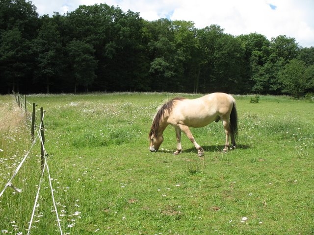 2007 05 Myco avec la SMF 11